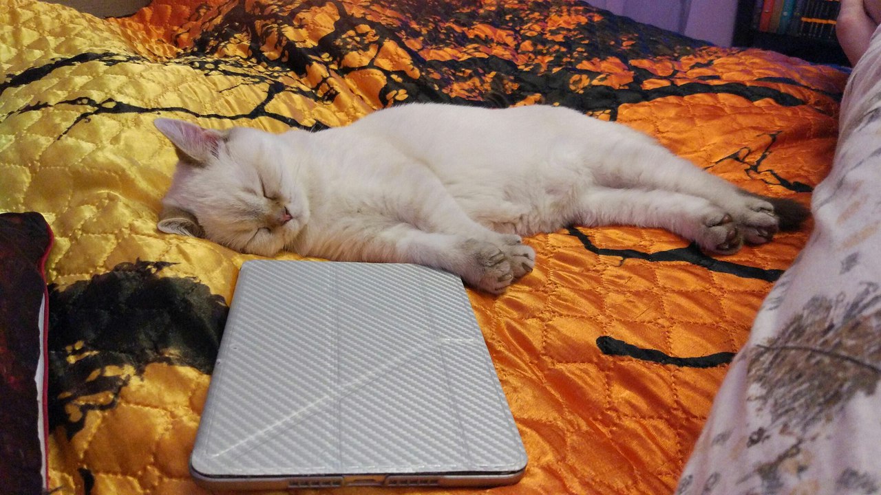 белый кот лежит у ноутбука