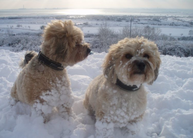 собаки в снегу