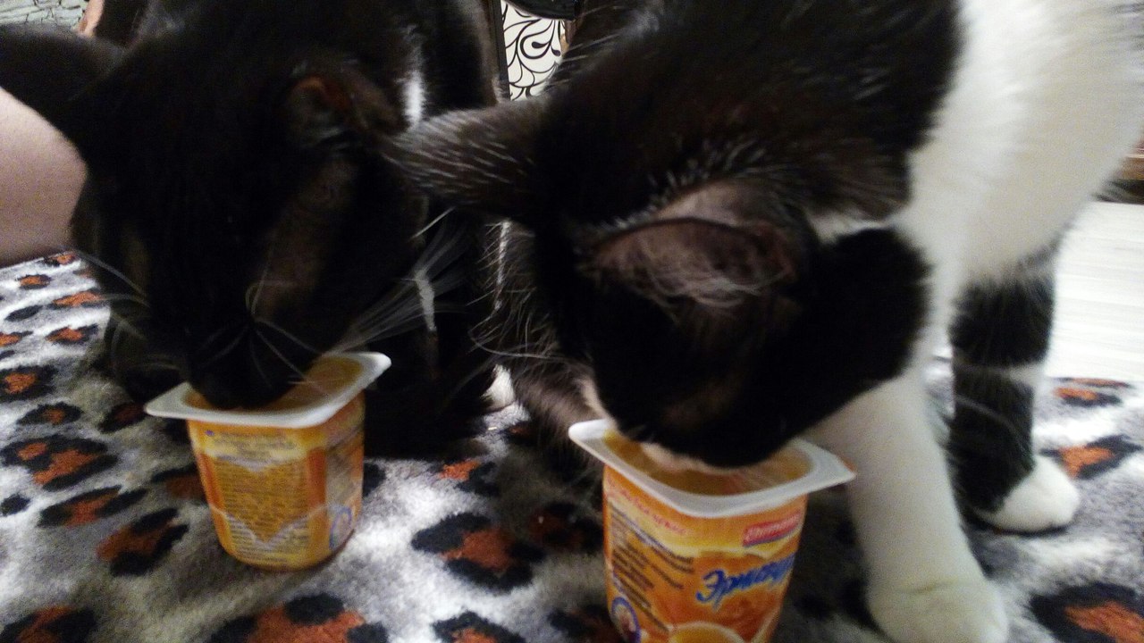 коты едят йогурт