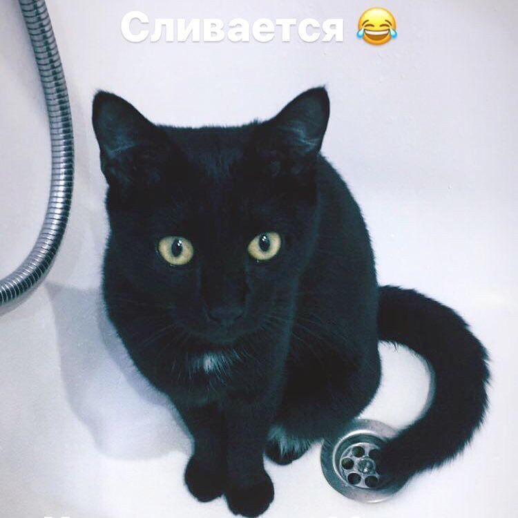 черная кошка сидит в ванной