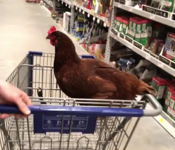 курица в магазине