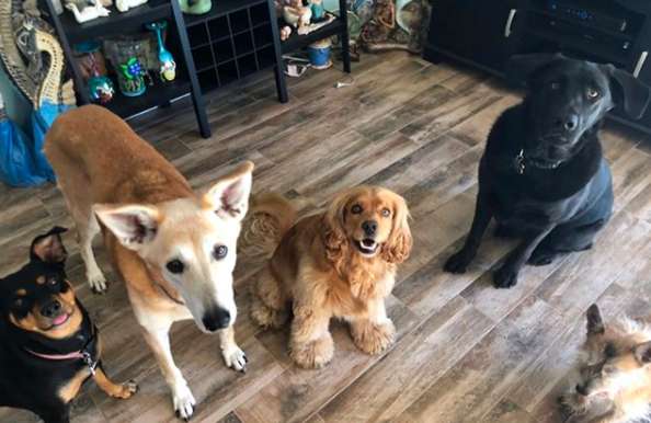 четыре собаки в доме