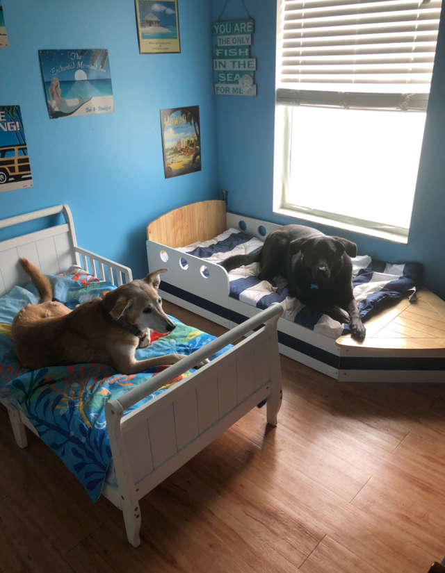 две собаки на отдельных кроватях