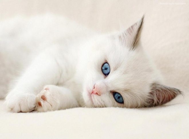 белая кошка