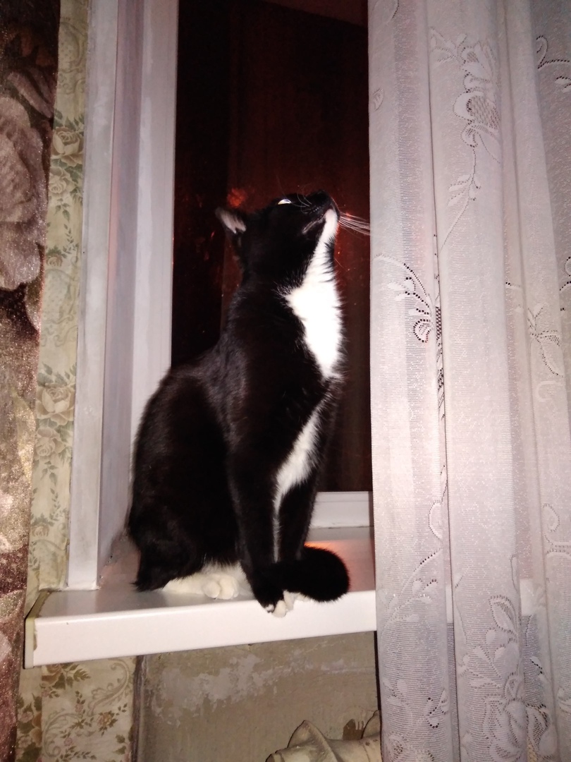 черно-белый кот на окне
