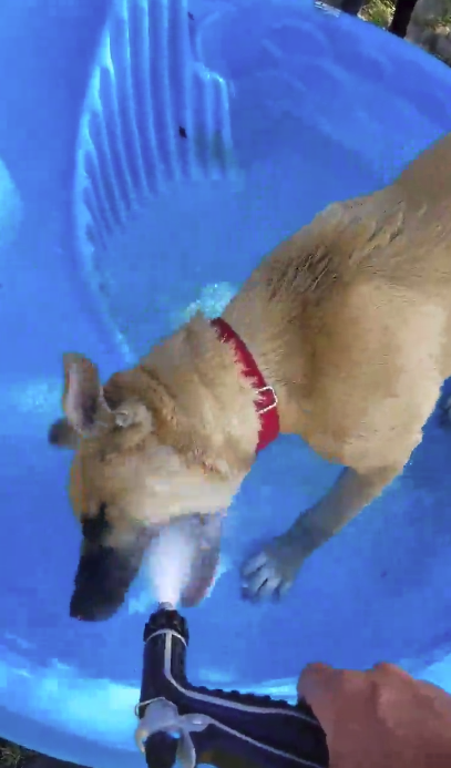 бежевый пёс играет с водой в бассейне