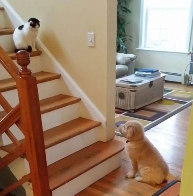 собака и кот в одной комнате