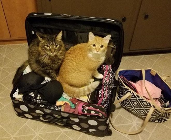 кошки залезли в чемодан