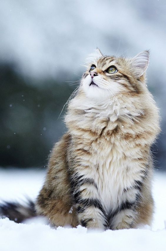 кошка в снегу