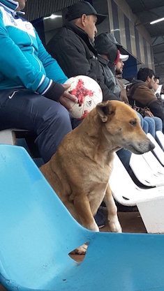 собака на стадионе