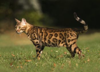 бенгальская кошка