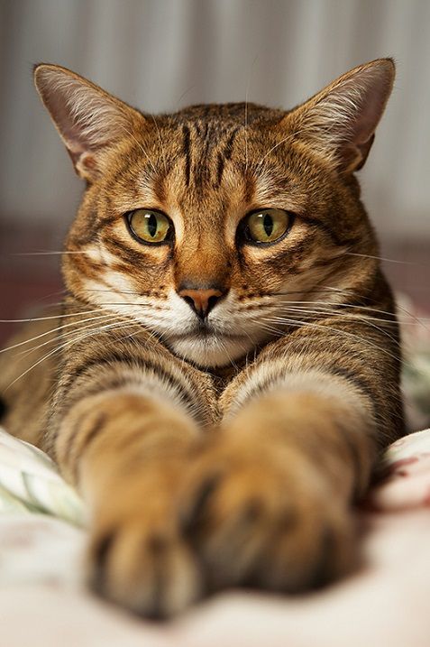 Блохи у кошки – как вывести и чем лечить?
