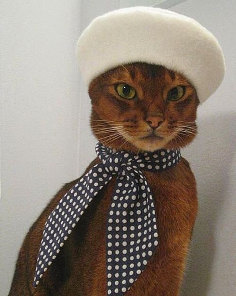 абиссинская кошка в шапке