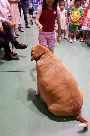 толстый пес рис 2