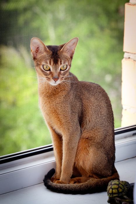 абиссинская кошка на окне