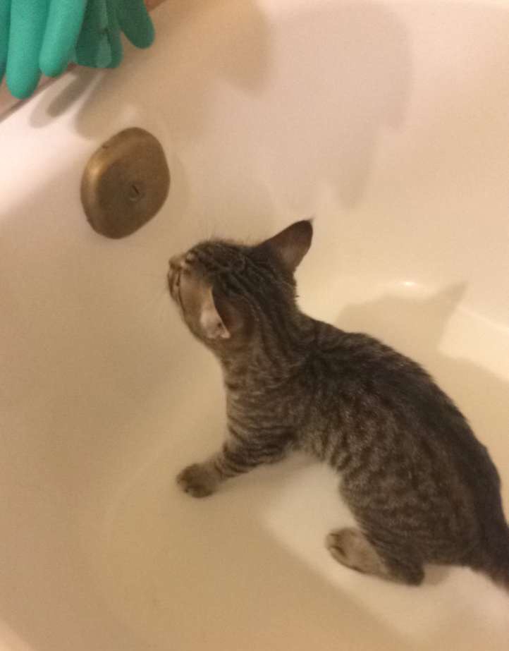котенок в ванной
