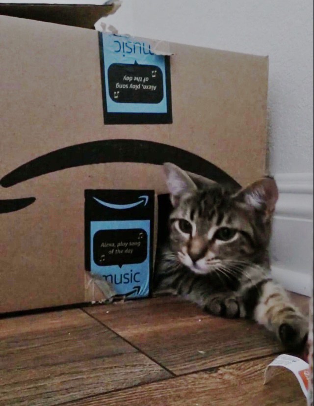котенок в картонной коробке