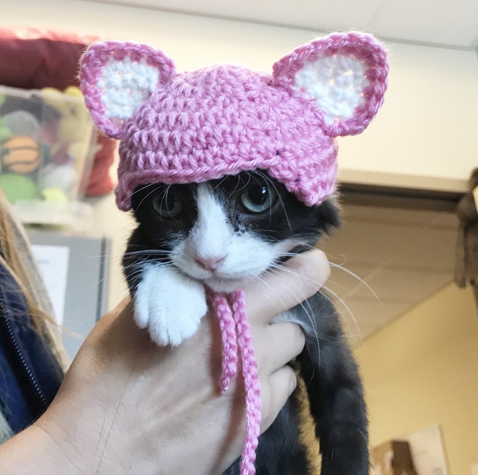 кошка в шапке