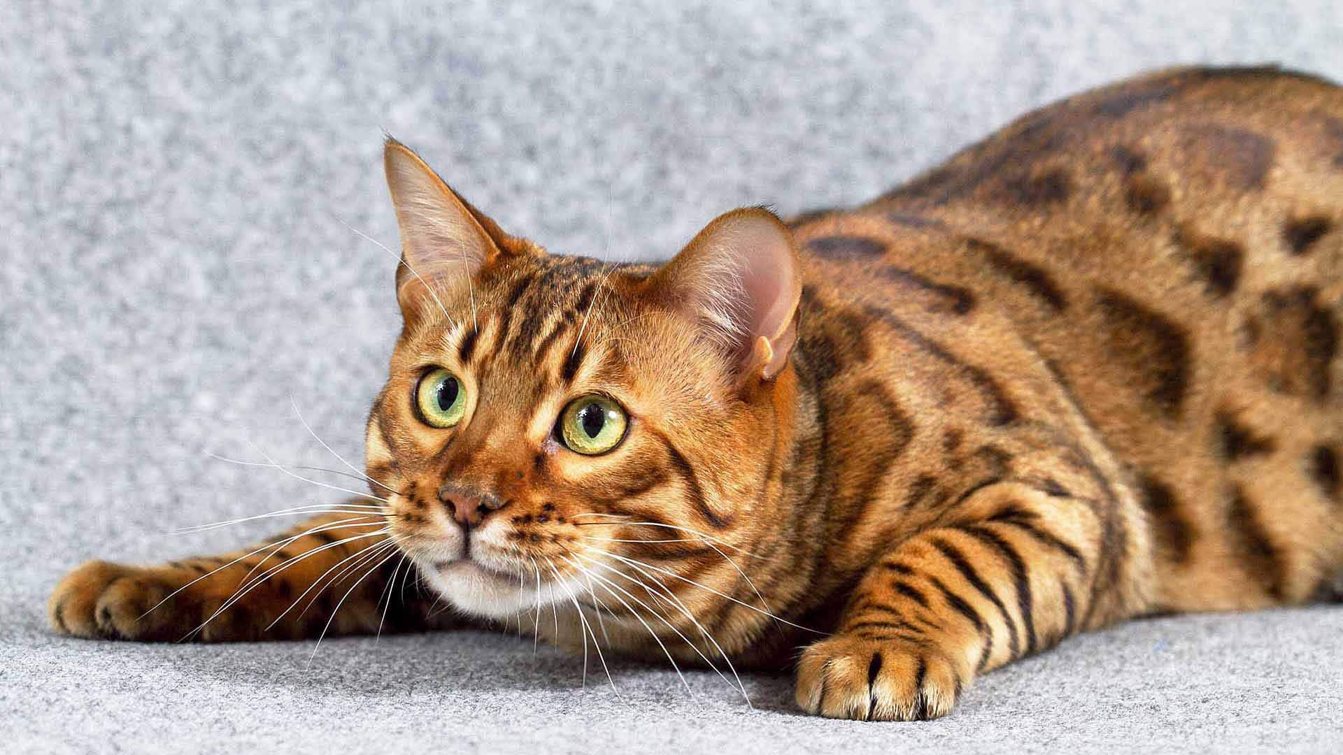 Бенгальский кот: фото, описание породы, где купить | Мур ТВ