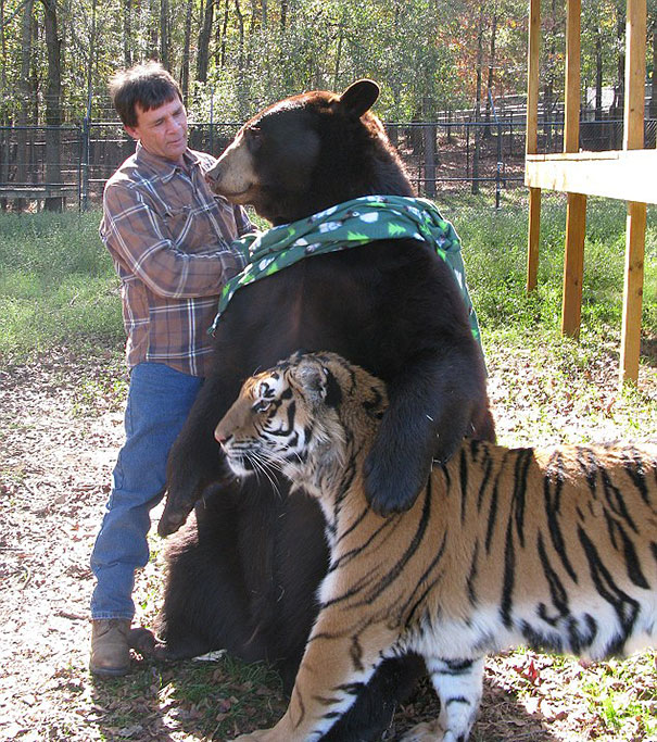 медведь и тигр