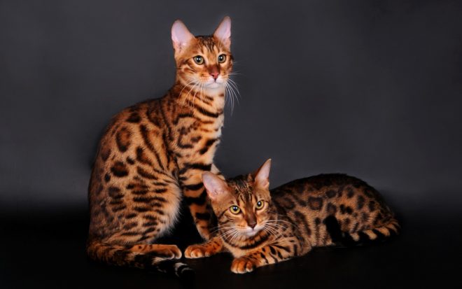 бенгальские коты