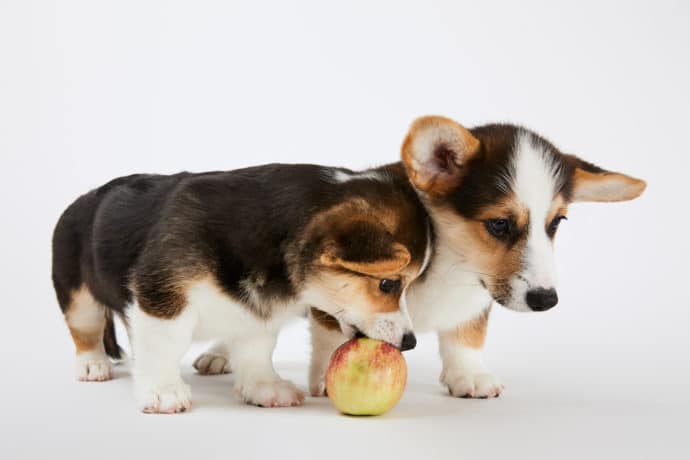 два щенка корги и яблоко