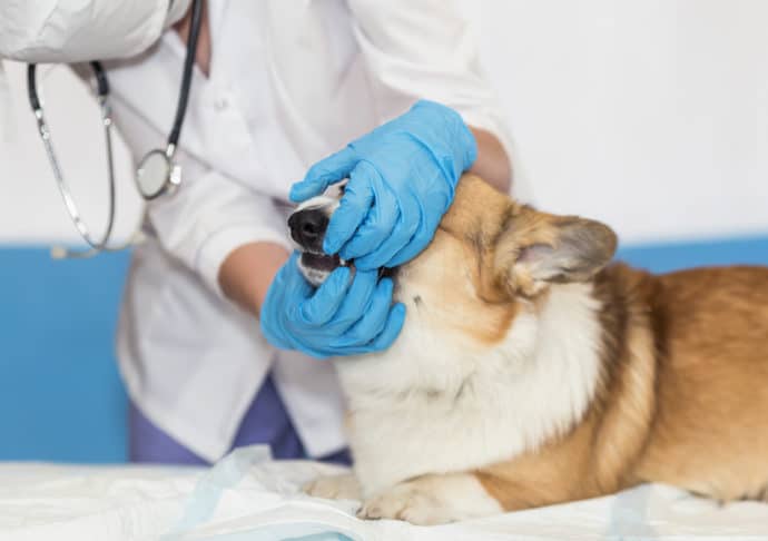 ветеринар осматривает зубы корги