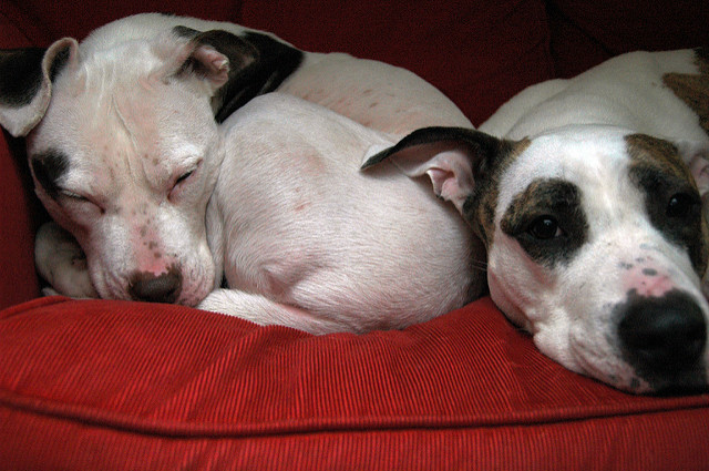 собаки на диване