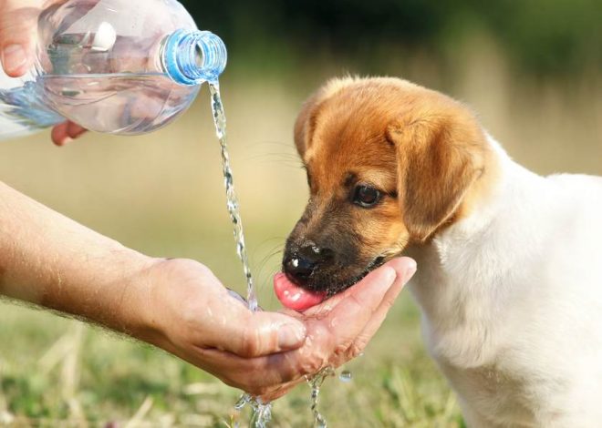 пес пьет воду