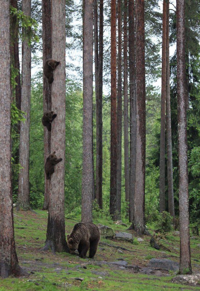 медведи на дереве