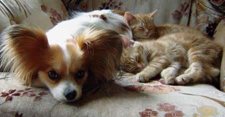 Домашние животные породы собак и кошек thumbnail