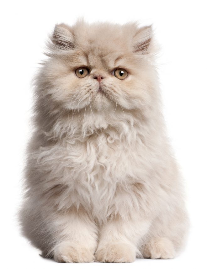 персидский кот