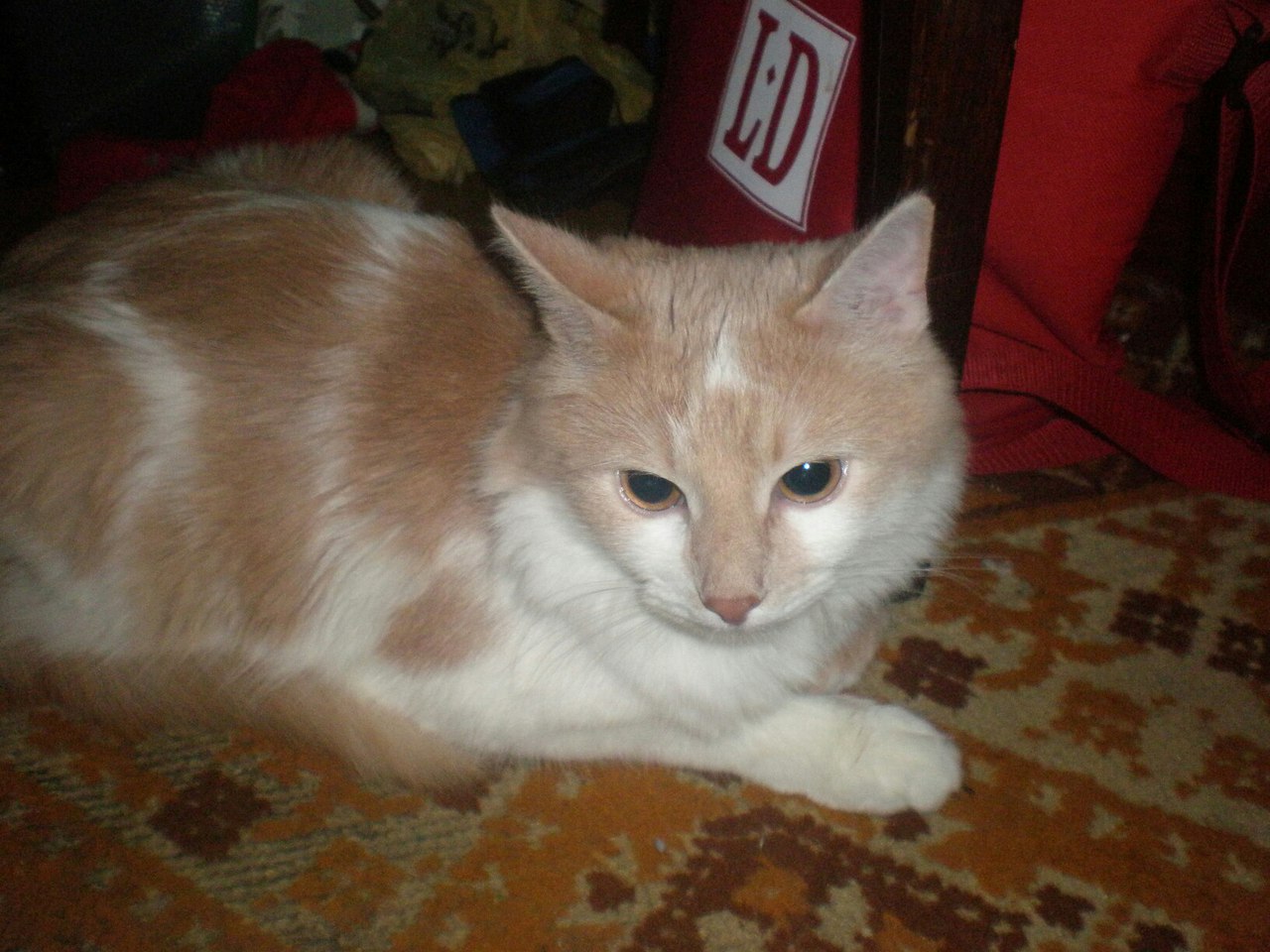 бело-рыжий кот на полу