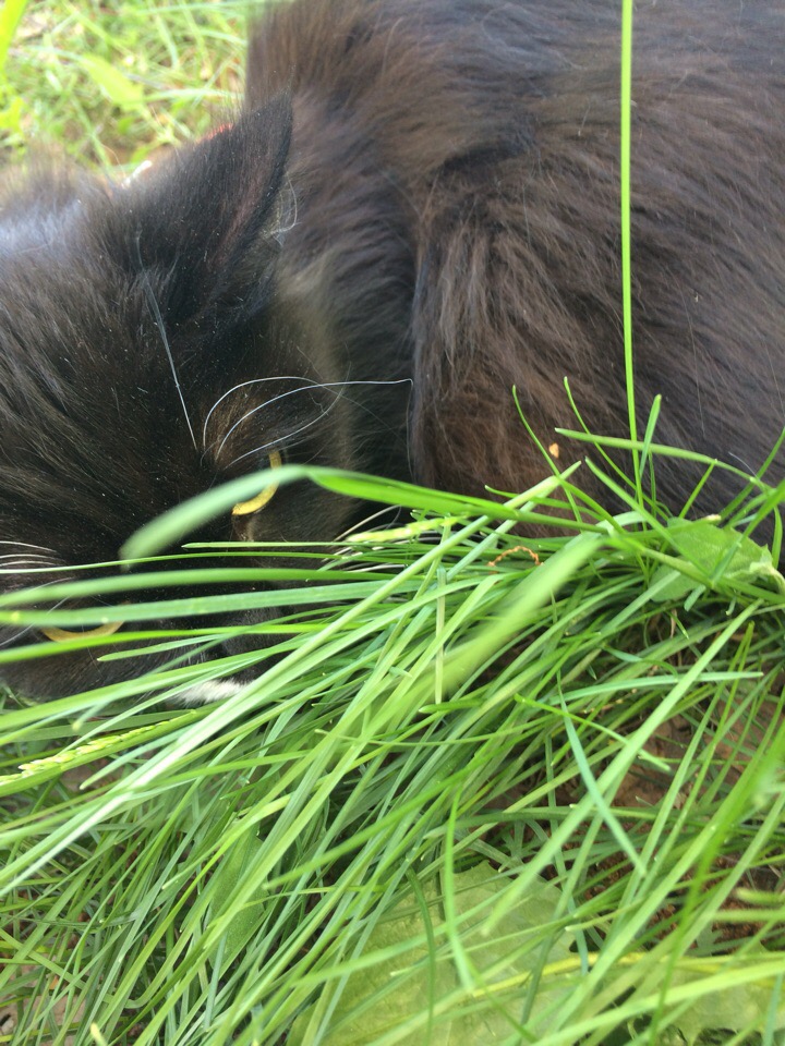 кошка лежит в траве