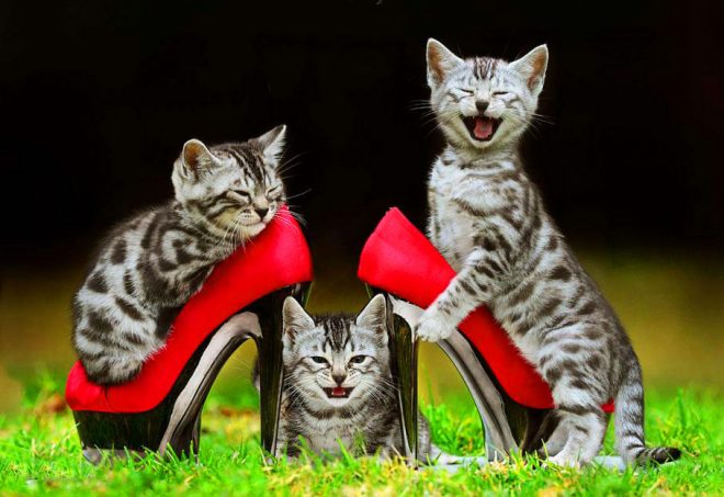 бенгальская кошка в туфле