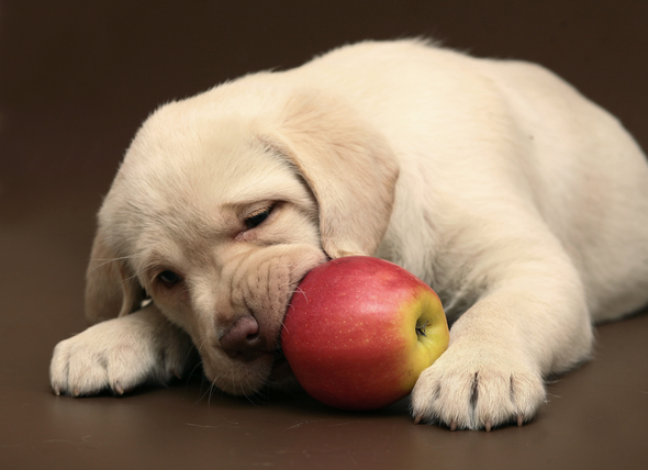 пес с яблоком