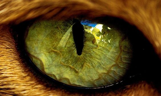 кошачий глаз