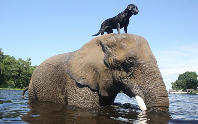 слон и собака