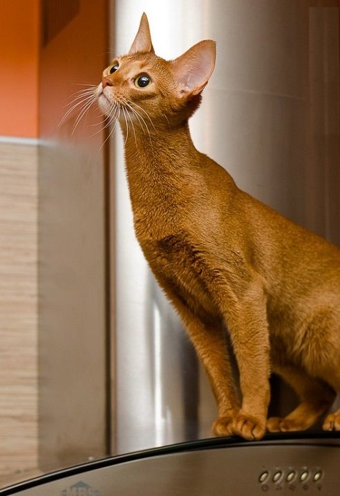 рыжая абиссинская кошка