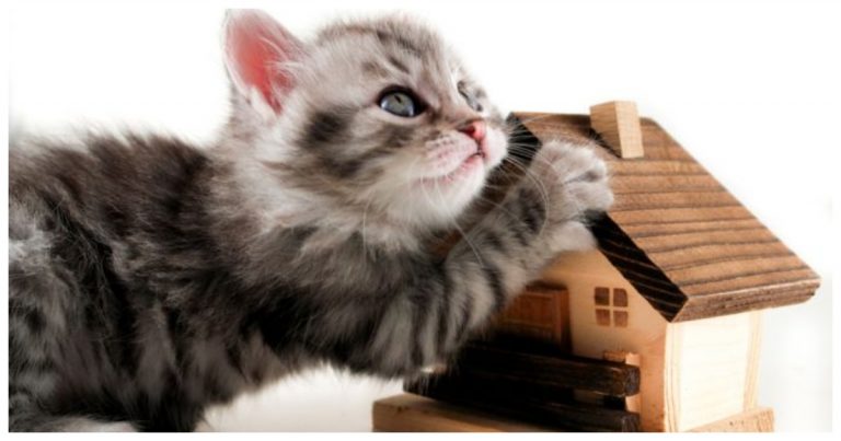 Как выбрать домик для кошки так, чтобы он понравился вашему животному