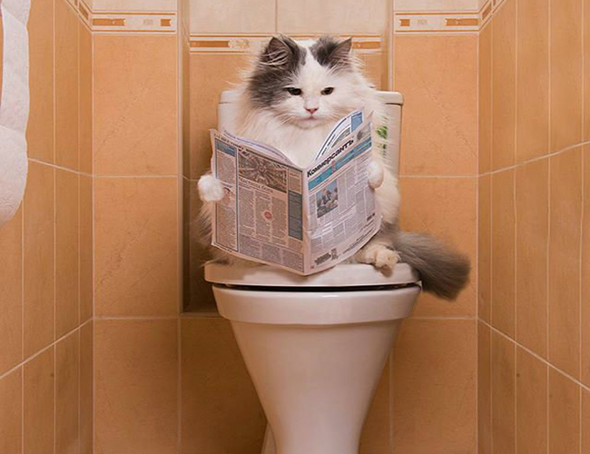 кот на туалете