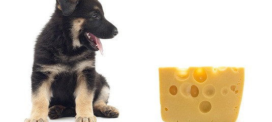 пес и сыр