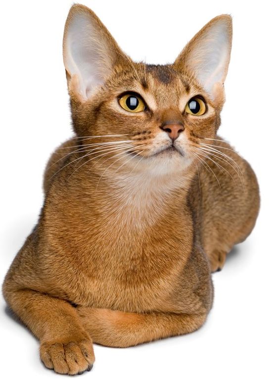 красивая абиссинская кошка