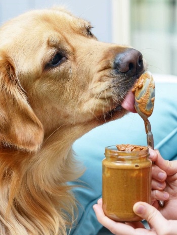 пес и арахисовая паста