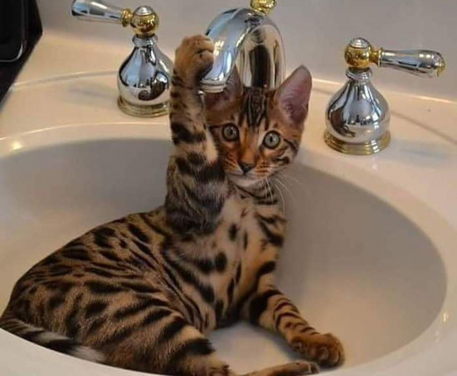 бенгальская кошка в раковине