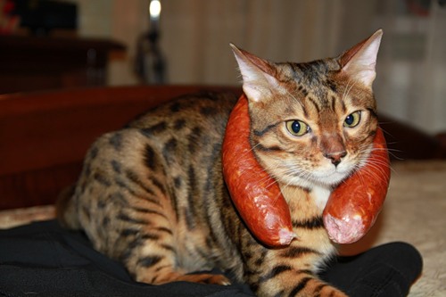 бенгальская кошка с колбасой