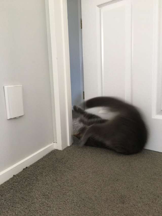 кот открывает дверь рис 2