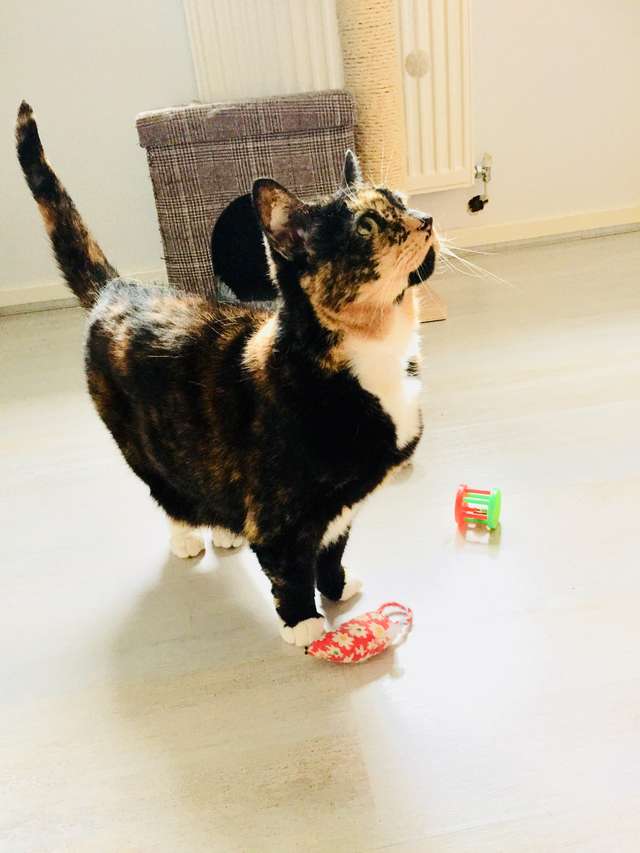 кошка с игрушками