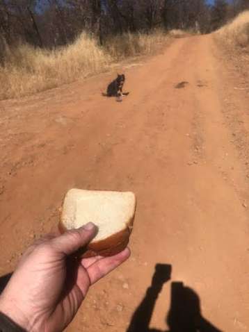 собаке дают хлеб
