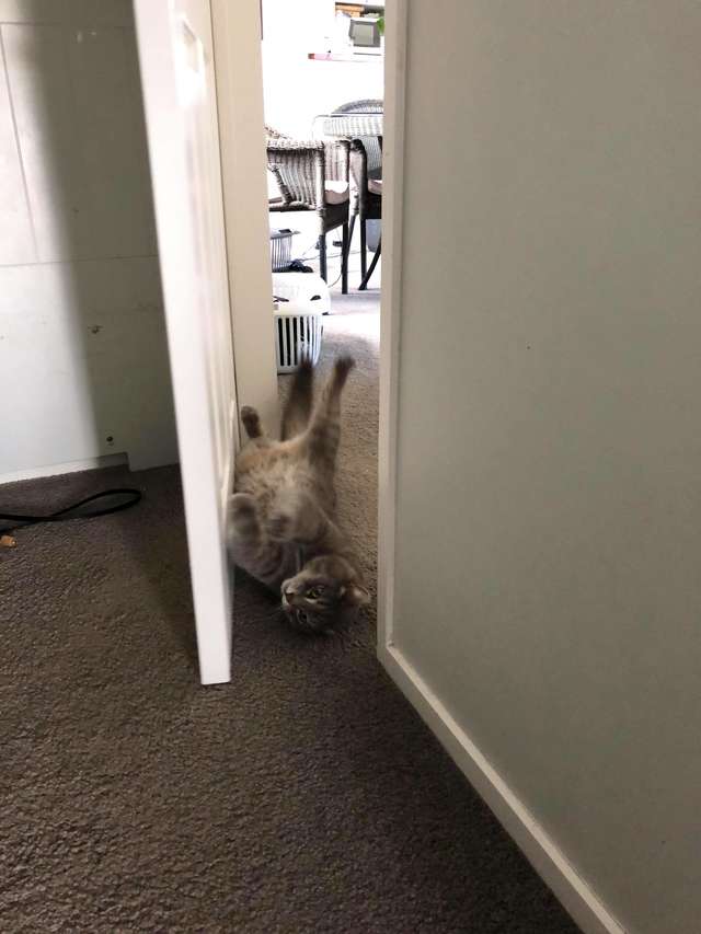 кот открывает двери